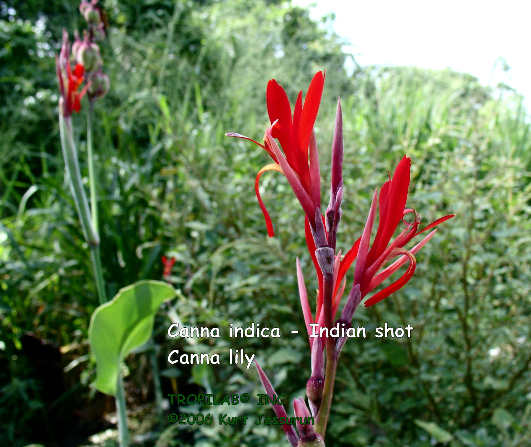  Red Canna indica - Indian shot