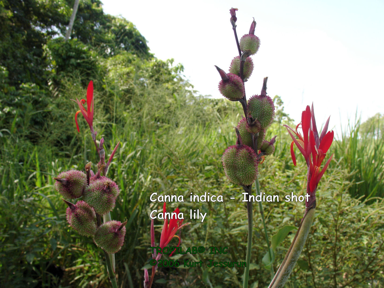Red Canna indica - Indian shot