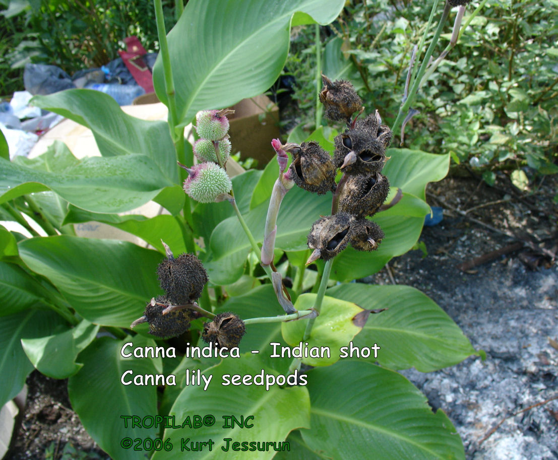 Canna indica - Indian shot seedpods