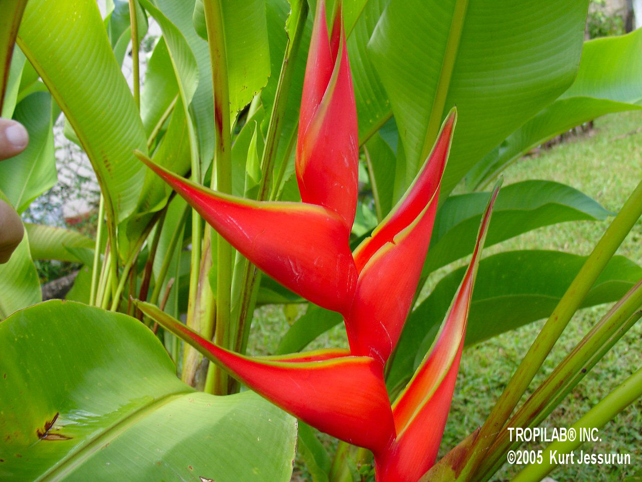 Heliconia bihai - Lobster claw red