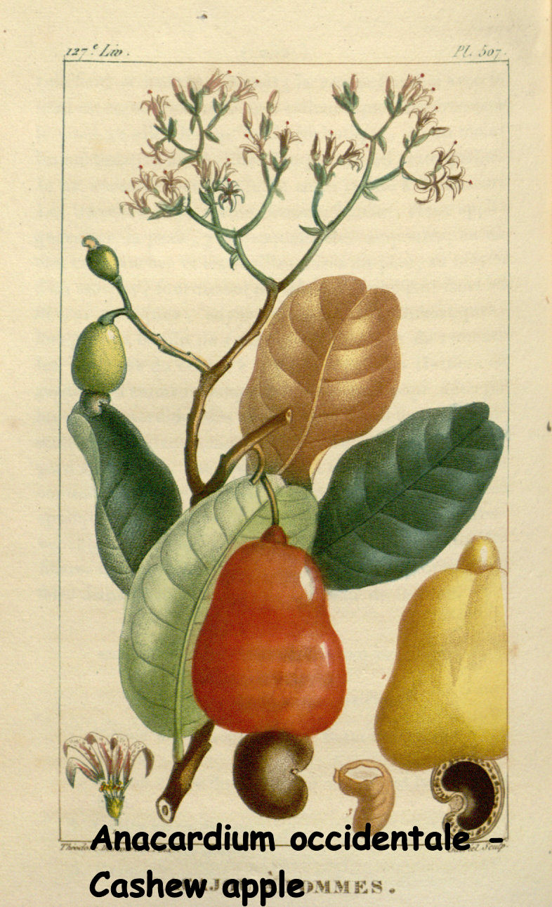 Anacardium occidentale - Cashew apple
