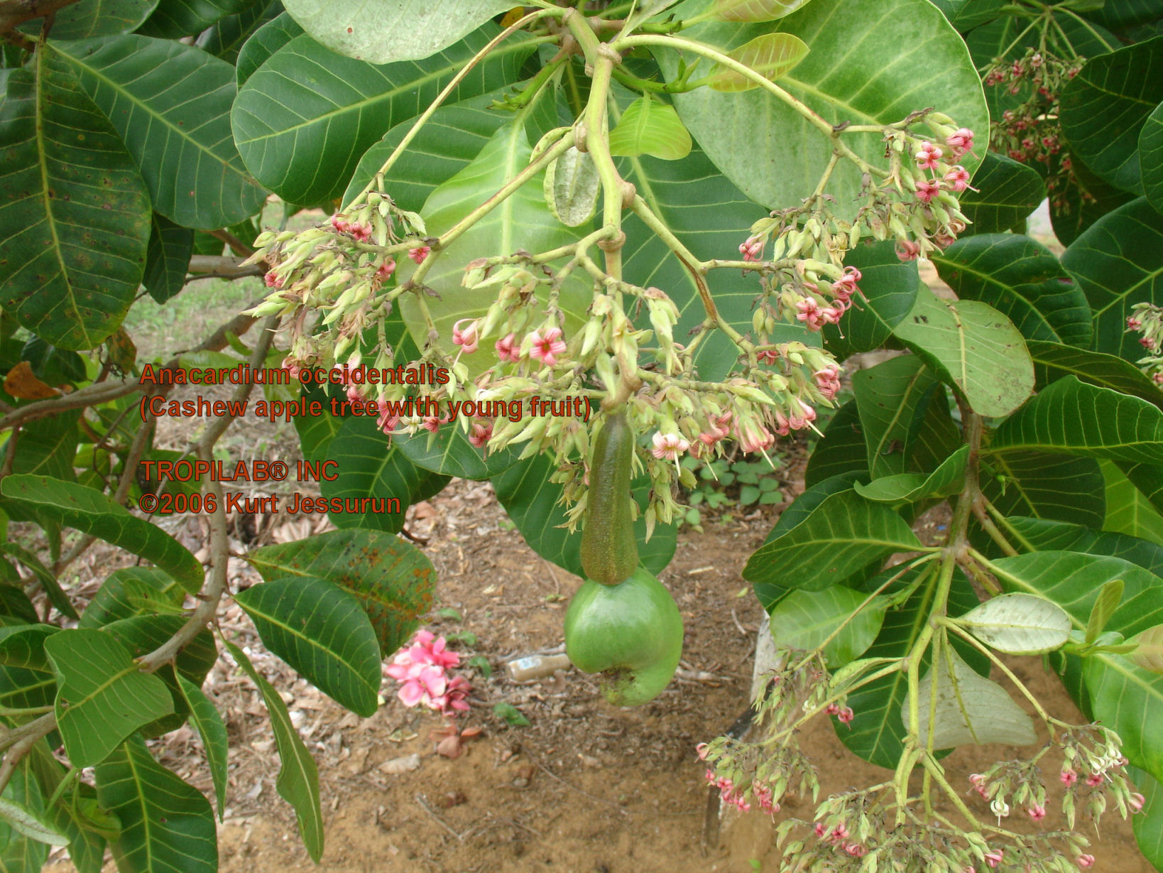 Anacardium occidentale - Cashew apple