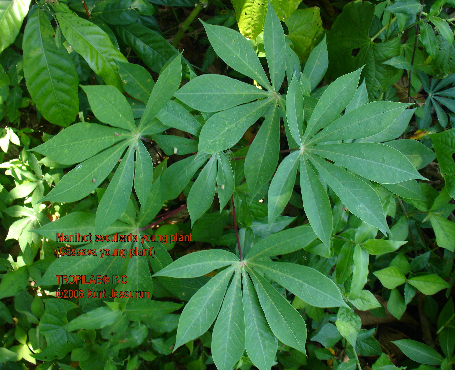 Manihot esculenta - Cassava young plant