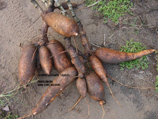 Manihot esculenta - Cassava roots