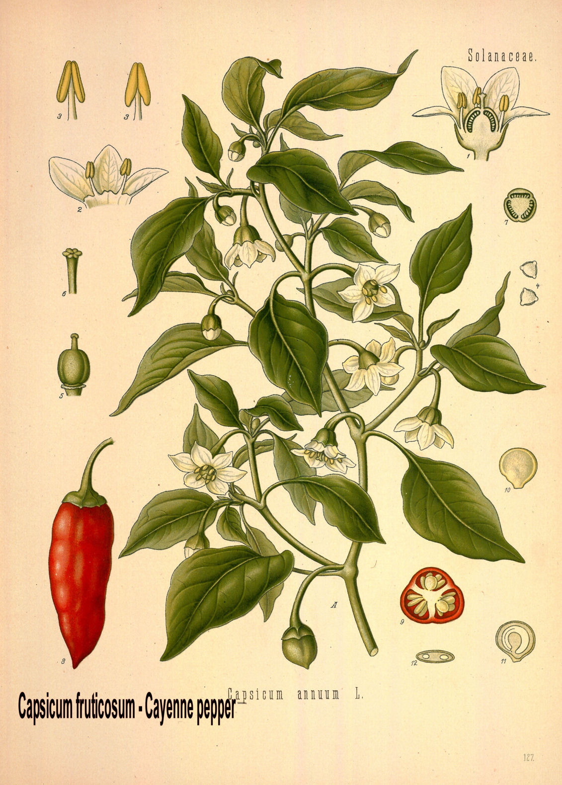 Capsicum frutescens-Cayenne pepper