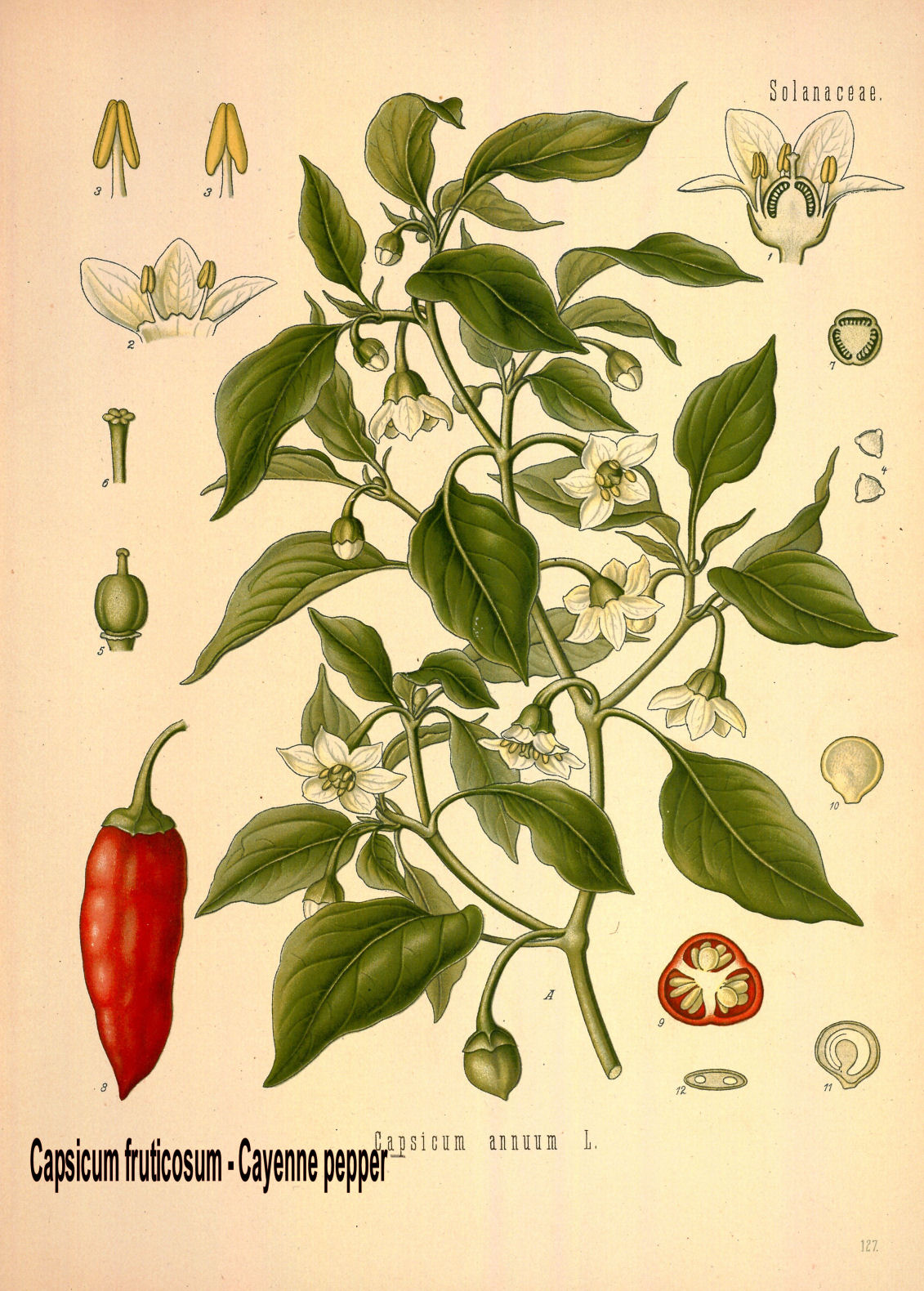 Capsicum fruticosum - pimenta caiena