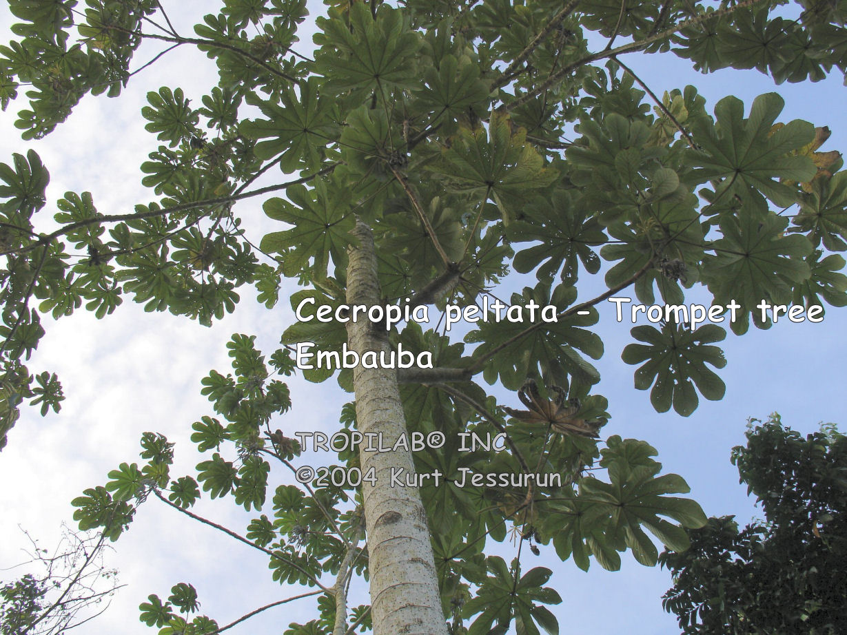 Cecropia peltata (Embauba - Trompet tree)