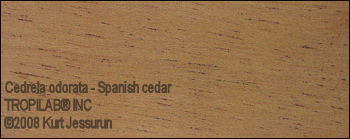 Spanish cedar