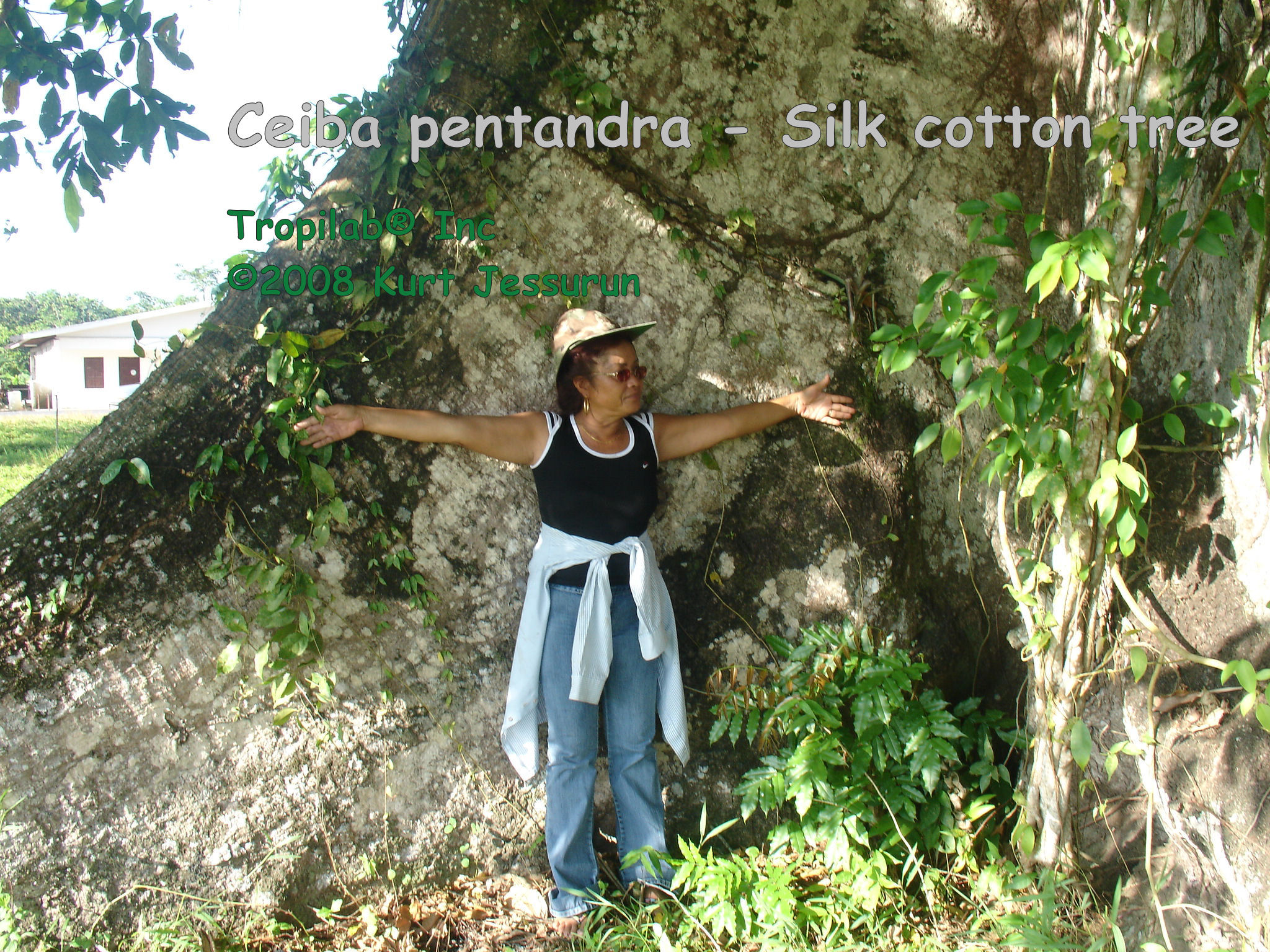 Ceiba pentandra - Silk Cotton tree