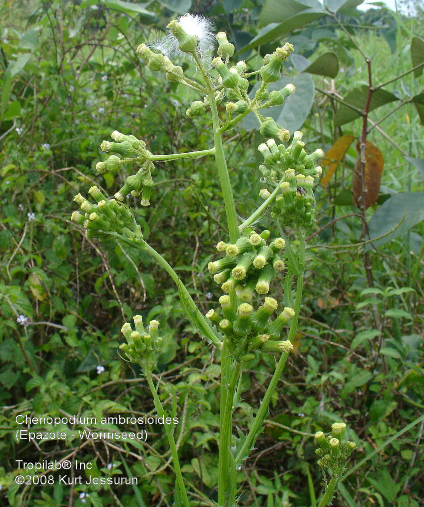 Chenopodium ambrosioides - Epazote