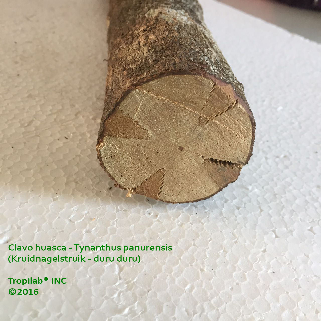 Tynanthus panurensis - Clavo huasca