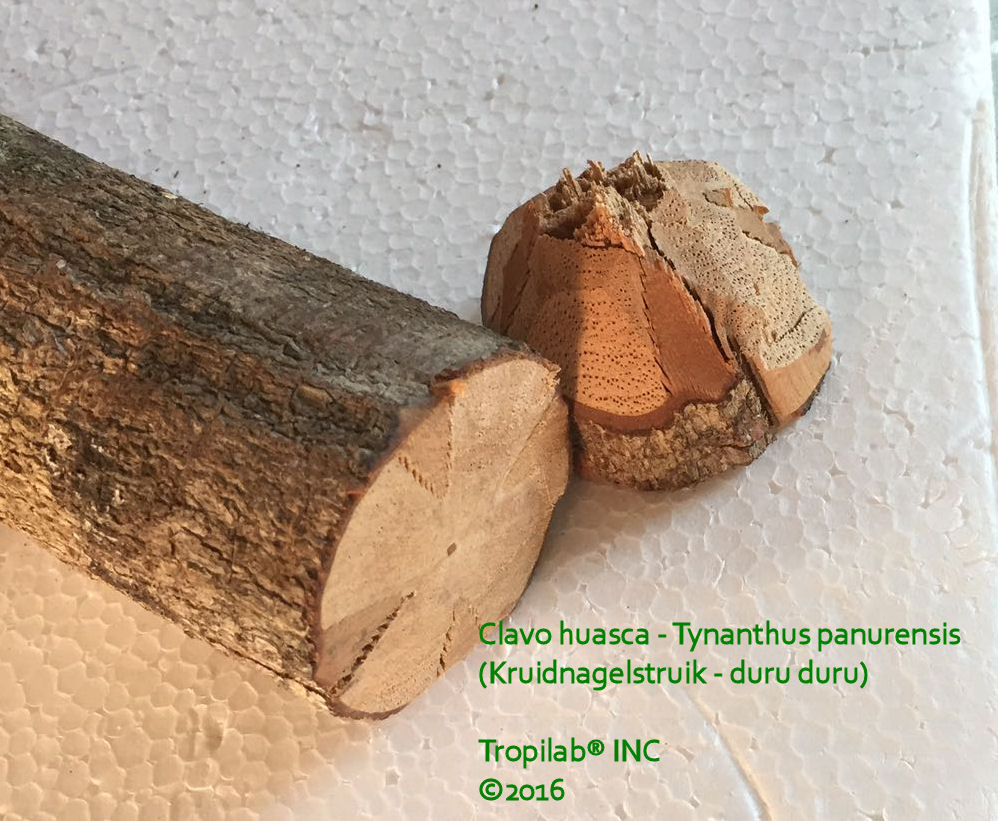 Tynanthus panurensis - Clavo huasca - Tropilab.