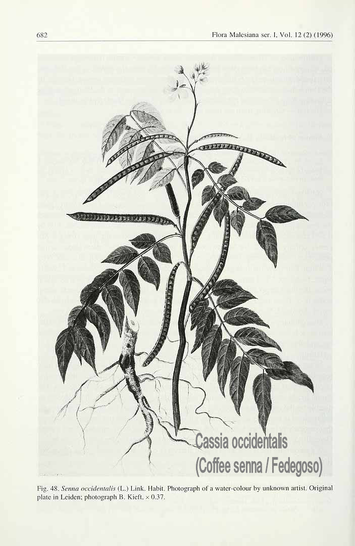 Cassia occidentalis.