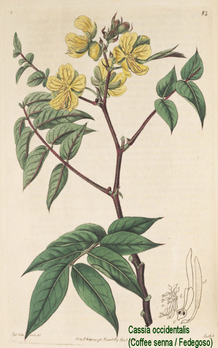 Cassia occidentalis.