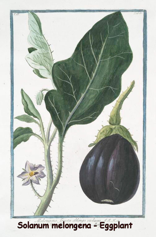 Solanum melongena - Eggplant