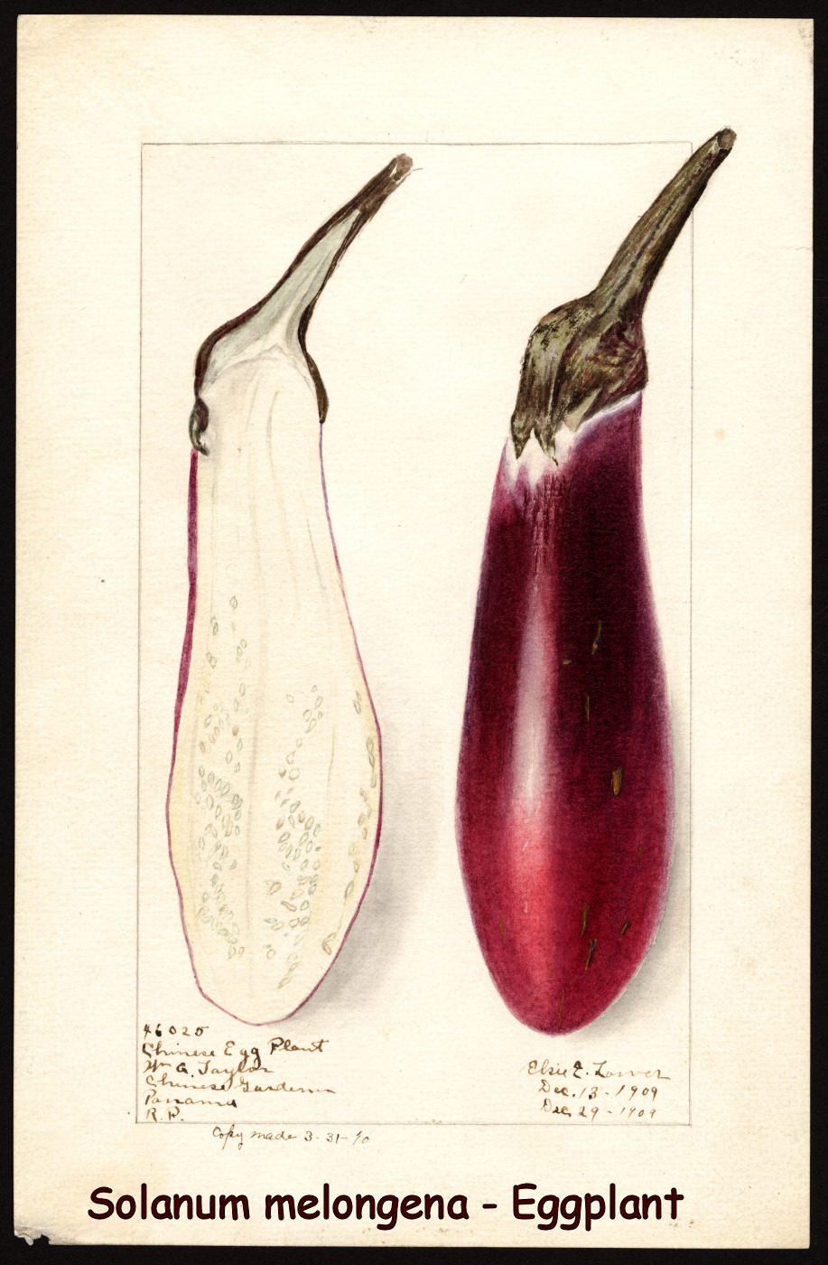 Solanum melongena - Eggplant