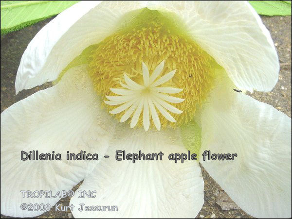 Dillenia indica - Elephant apple flower