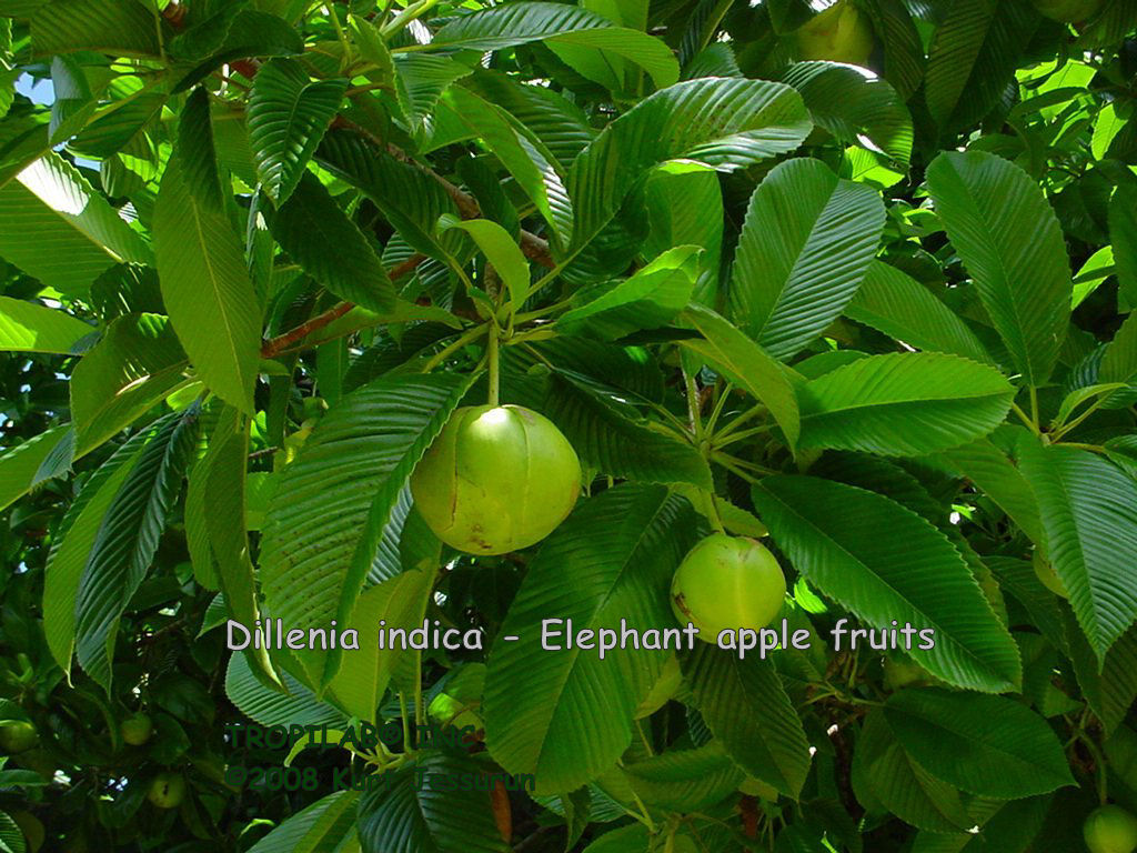 Dillenia indica - Elephant apple fruits