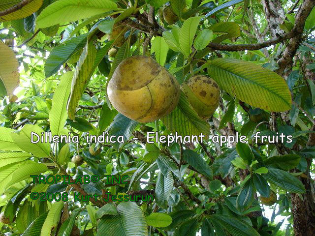 Dillenia indica - Elephant apple fruits