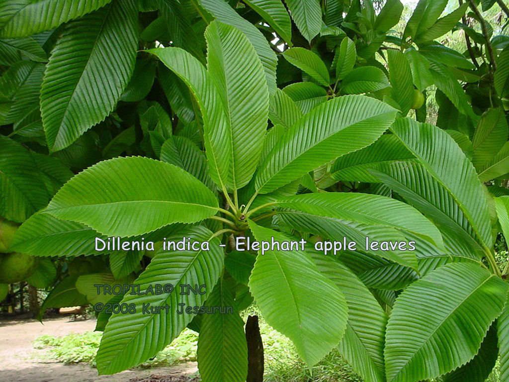Dillenia indica - Elephant apple leaves