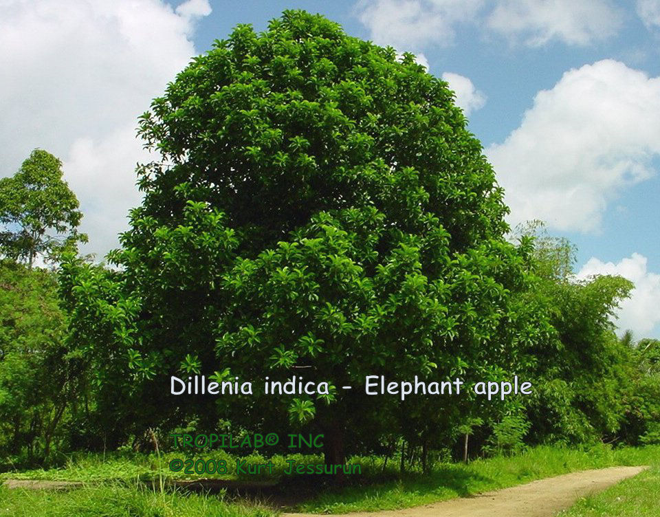 Dillenia indica - Elephant apple tree