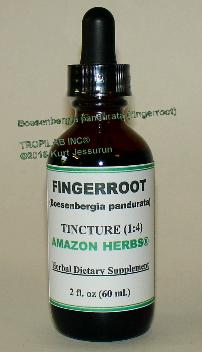 Boesenbergia pandurata - Fingerroot tincture