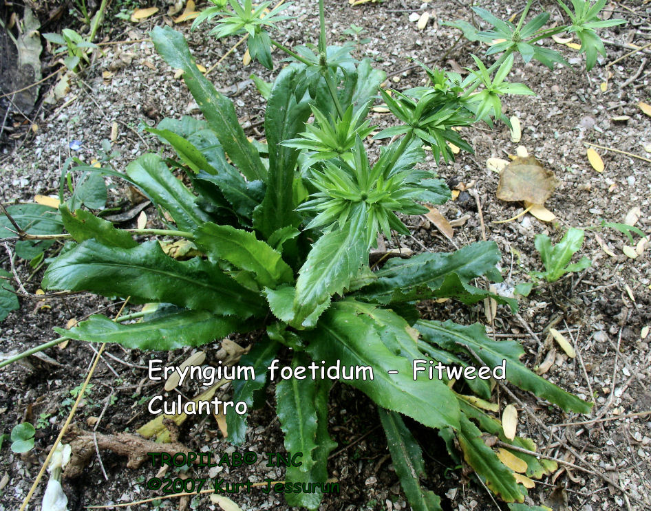 Eryngium foetidum - fitweed