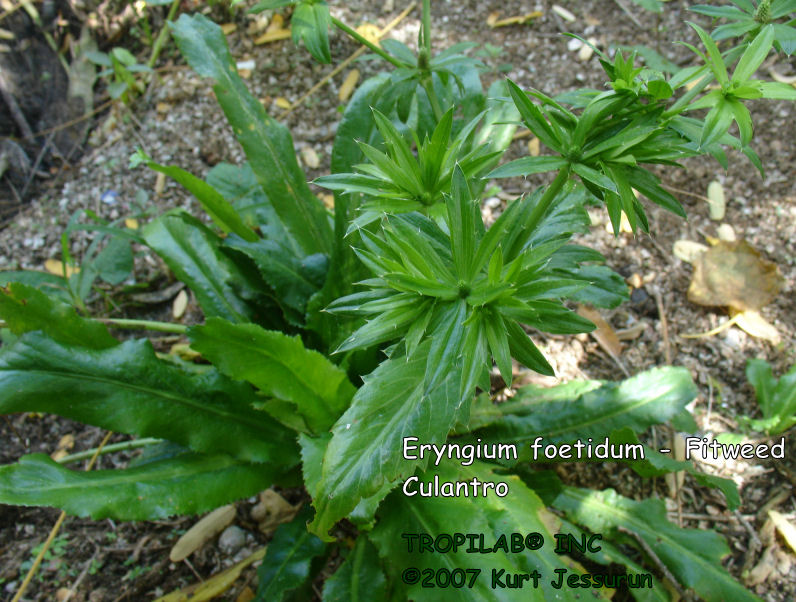 Eryngium foetidum - fitweed