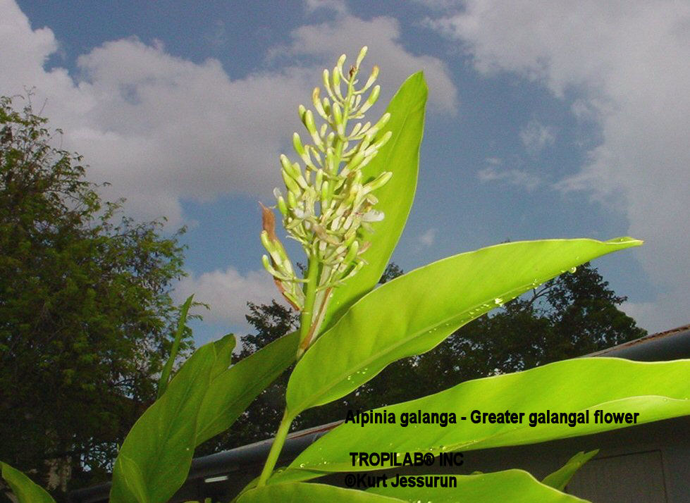 Alpinia galanga (Greater galanga) flower