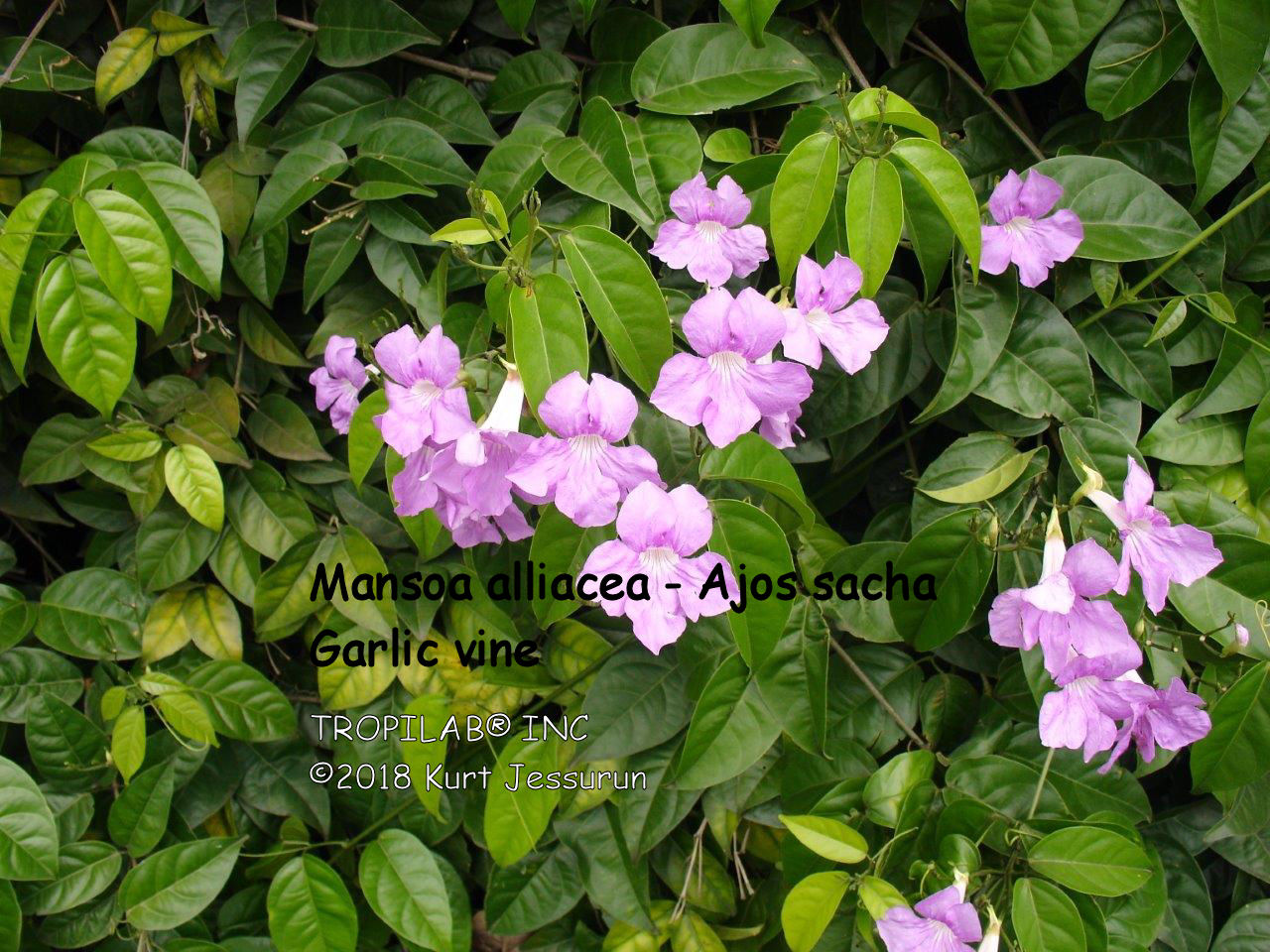 Mansoa alliacea - Ajos sacha or Garlic vine