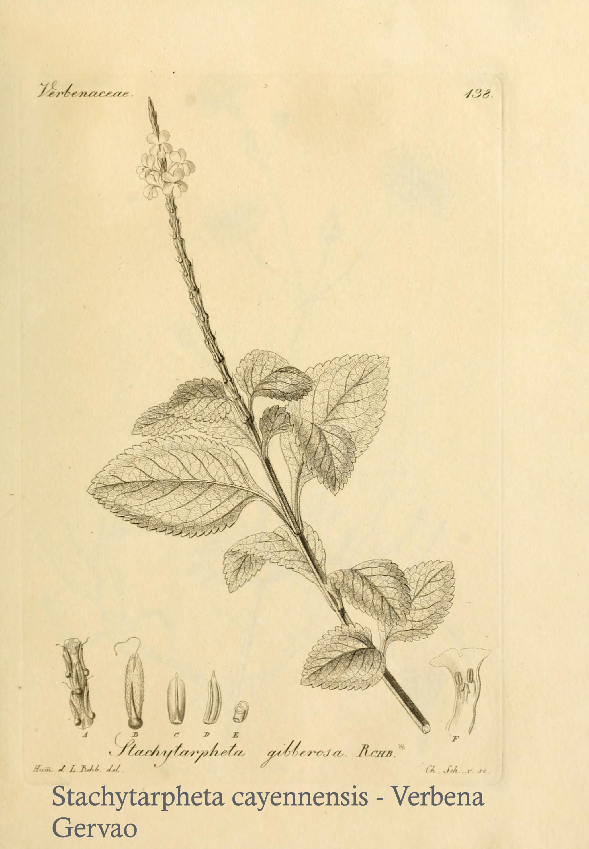 Stachytarpheta cayennensis - Verbena (Gervao)