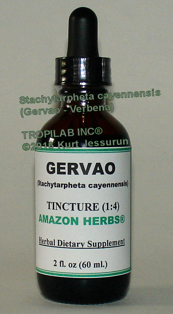 Stachytarpheta cayennensis - Verbena (Gervao) tincture.