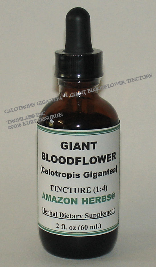 Calotropis gigantea - Giant bloodflower tincture