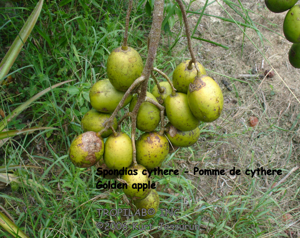 Spondias cythere - Golden apple