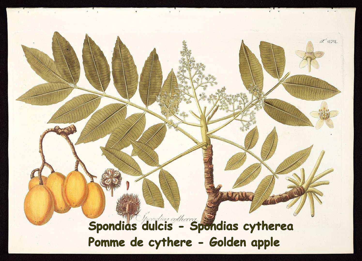 Spondias cythere - Golden apple
