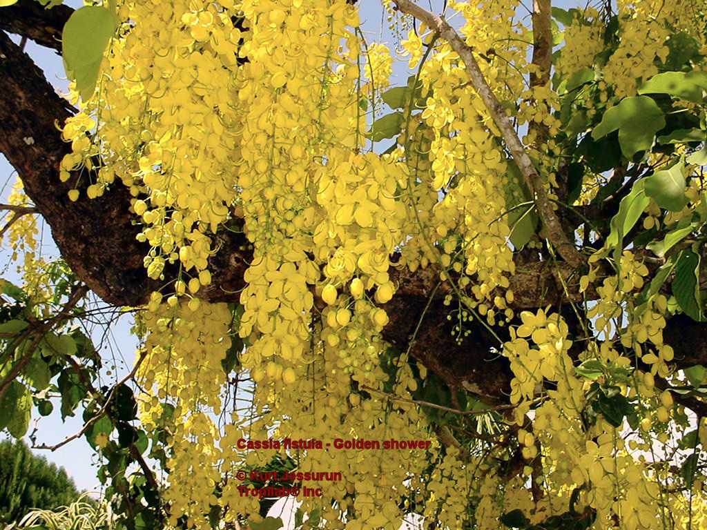 Cassia fistula - Golden shower