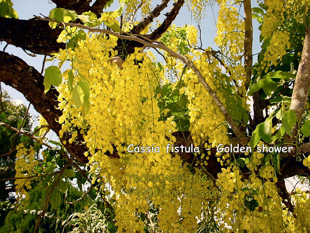 Cassia fistula - Golden shower