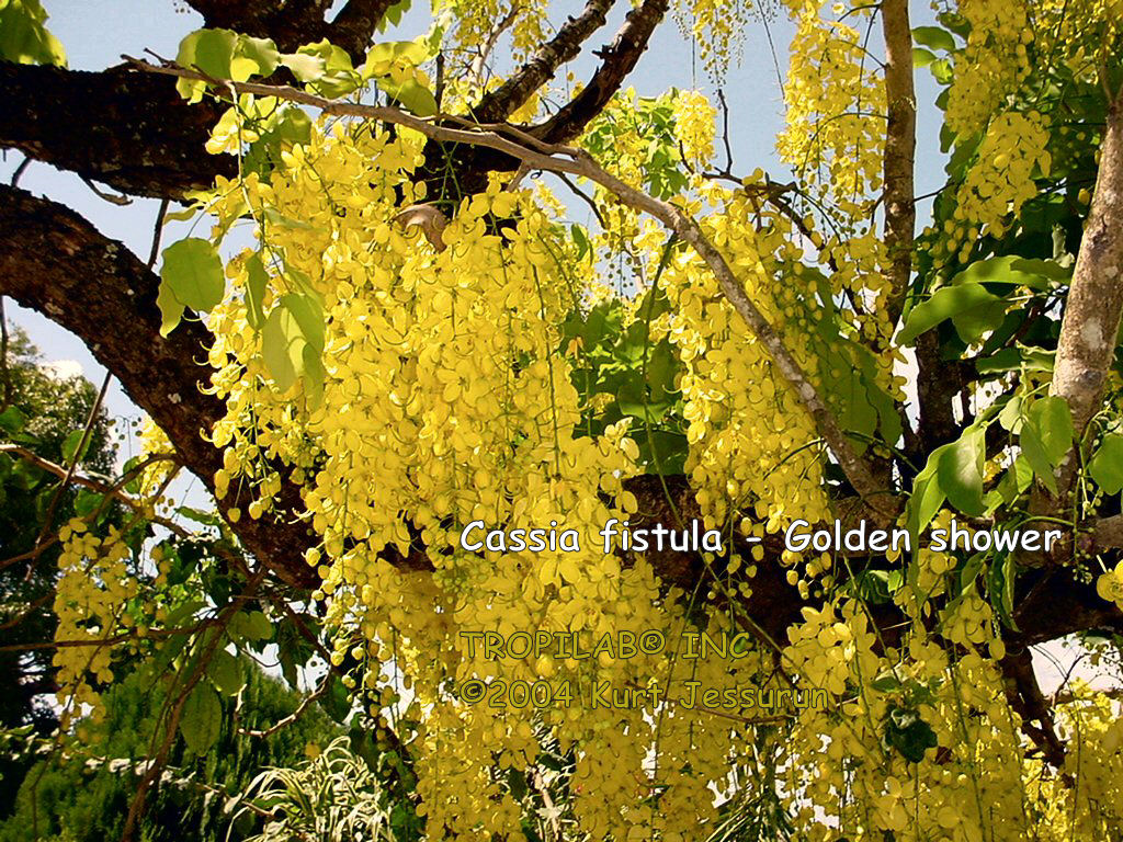 Cassia fistula - chuva de ouro