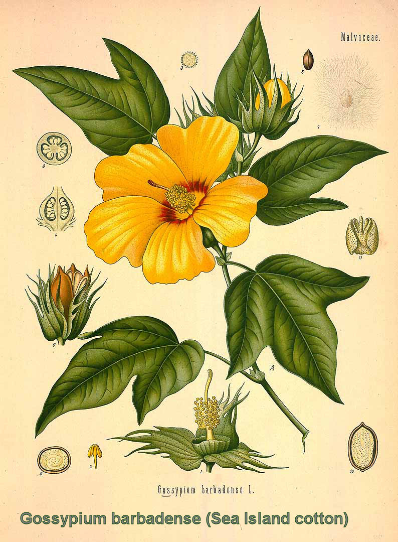 Gossypium barbadense (Sea island cotton)