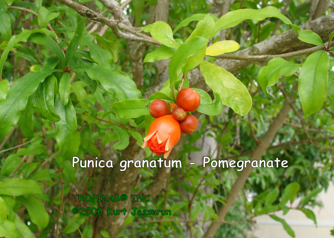Punica granatum - Pomegranate