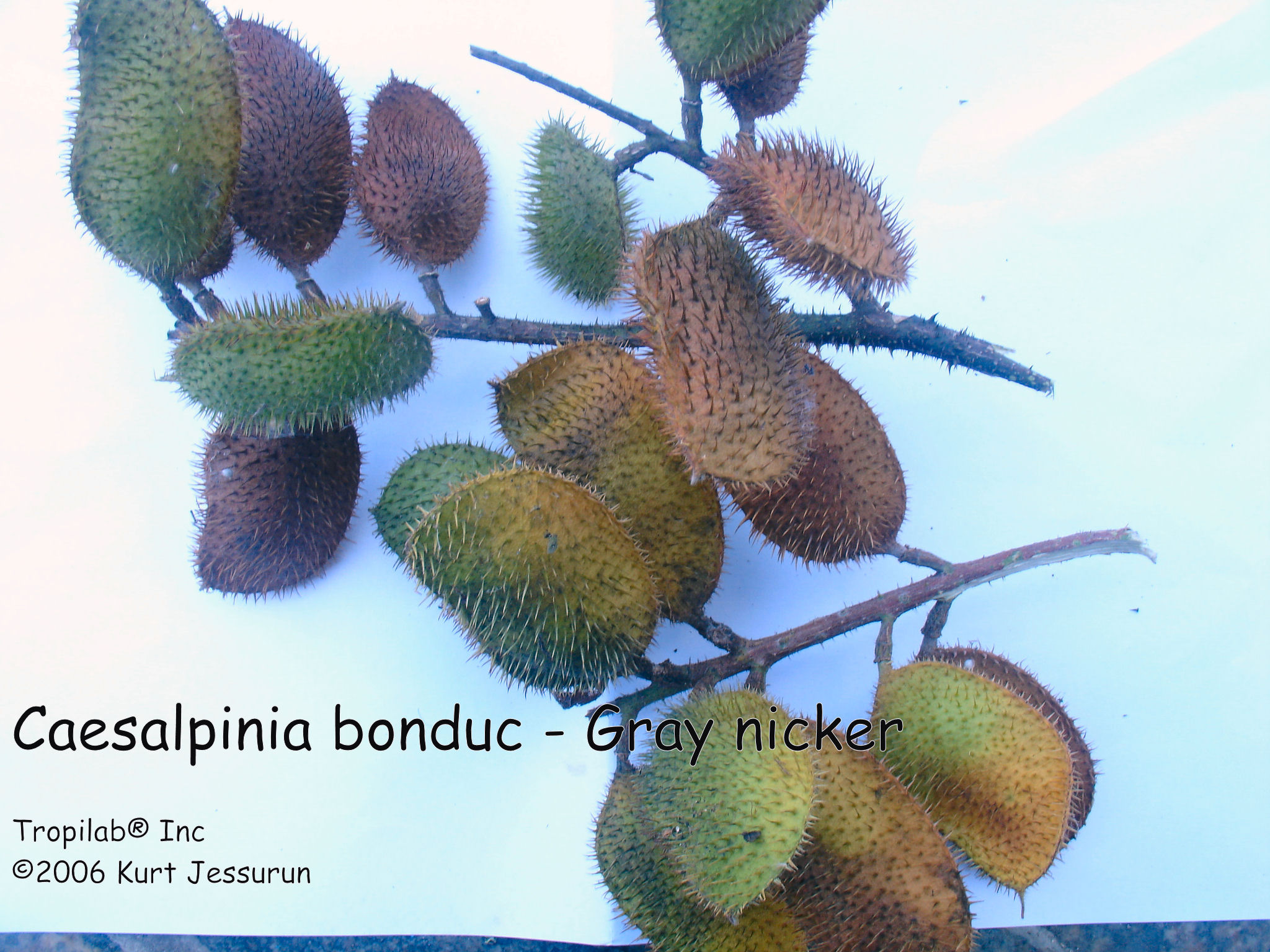 Caesalpinia bonduc - Gray nicker