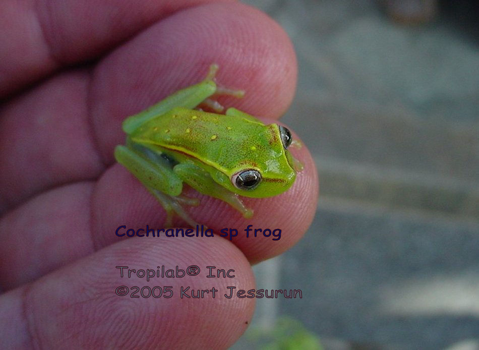 Amazon Rainforest - Amazonian glass frog (Cochranella species)