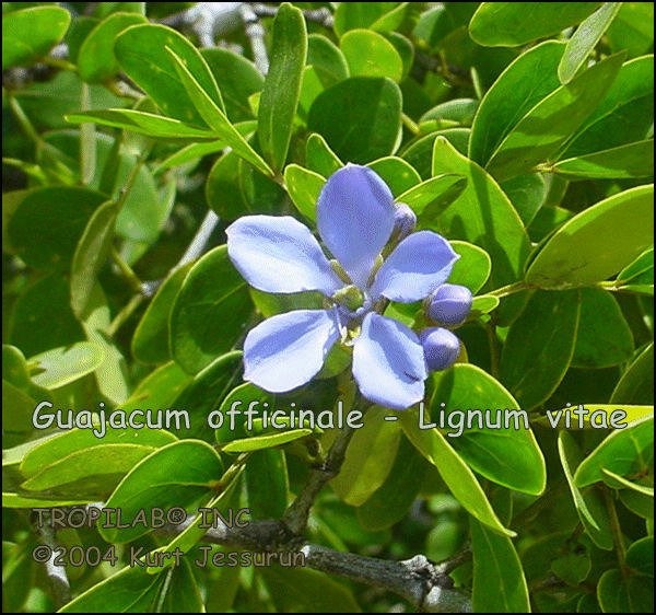 Guajacum officinale - Lignum vitae flower