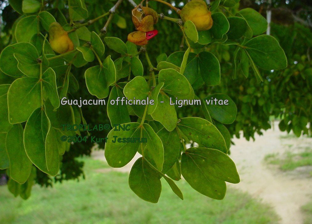 Guajacum officinale - Lignum vitae fruits