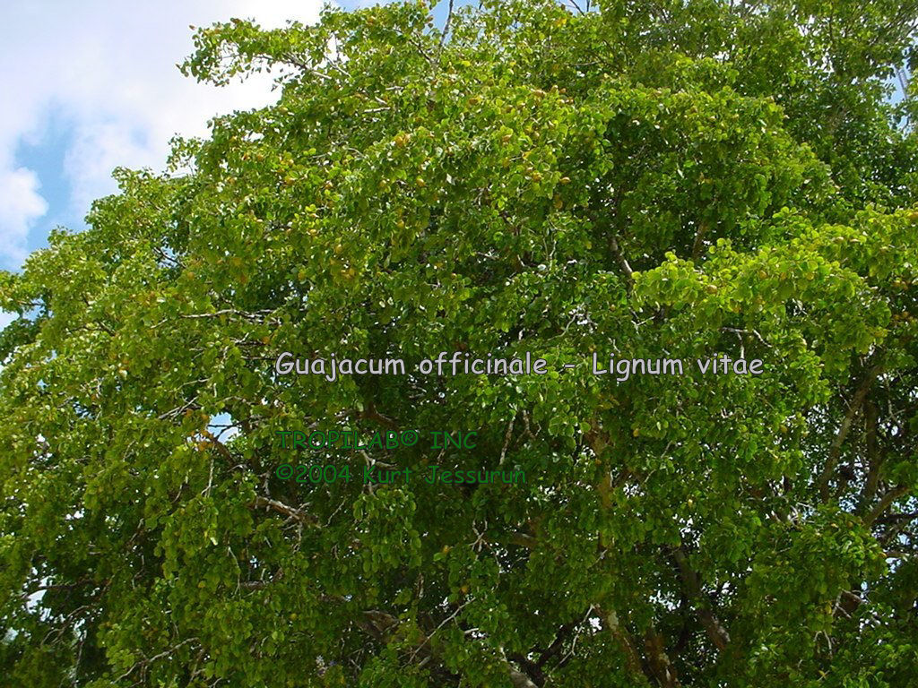 Guajacum officinale - Lignum vitae tree