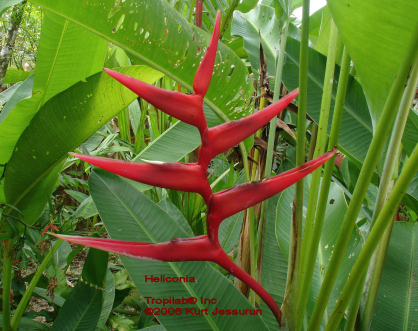 Heliconia Red 