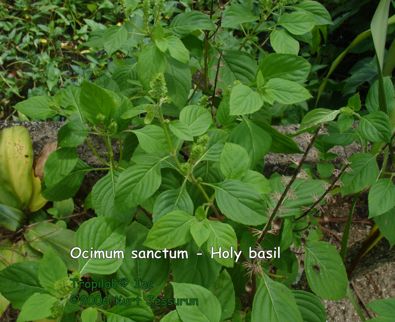 Ocimum Sanctum - Holy basil (Tulsi) - TROPILAB