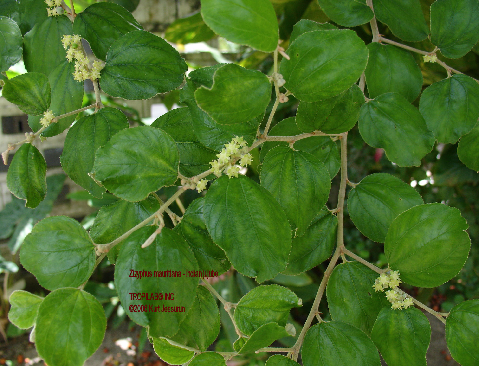 Zizyphus mauritiana - Indian jujube leaves - Tropilab