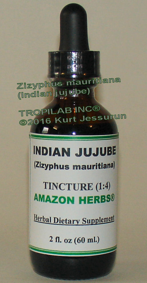 Zizyphus mauritiana (Indian jujube) tincture