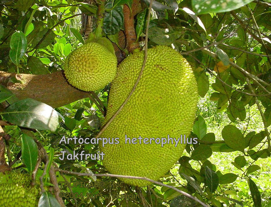 Artocarpus heterophyllus - Jackfruit